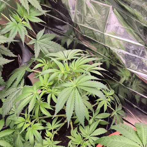 Strawberry Marshmallow growlog timeline photo