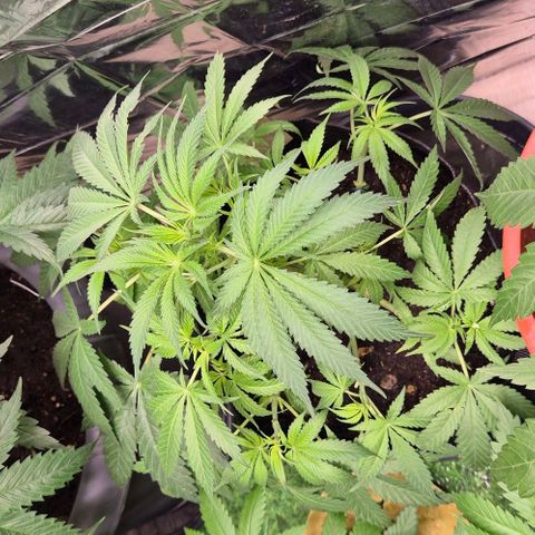 Strawberry Marshmallow growlog timeline photo