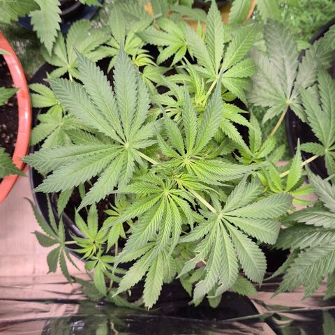 Strawberry Marshmallow growlog timeline photo