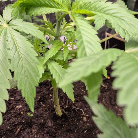 Karli - SHISKABERRY (auto) growlog timeline photo