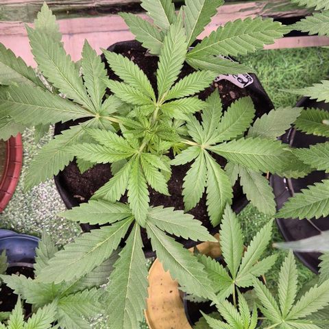 Karli - SHISKABERRY (auto) growlog timeline photo