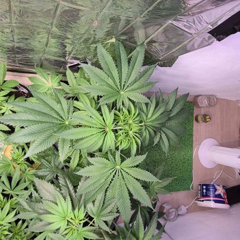 7 Punchi PURPLE PUNCH (photo) growlog timeline photo