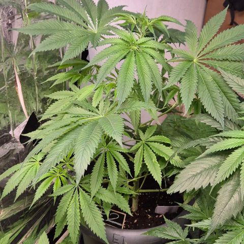 7 Punchi PURPLE PUNCH (photo) growlog timeline photo