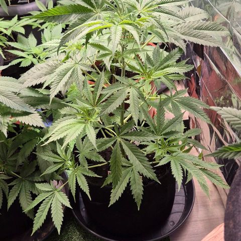 Puple punch  6 growlog timeline photo