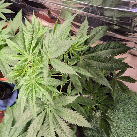 Puple punch  6 growlog timeline photo