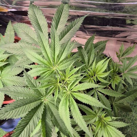Puple punch  6 growlog timeline photo