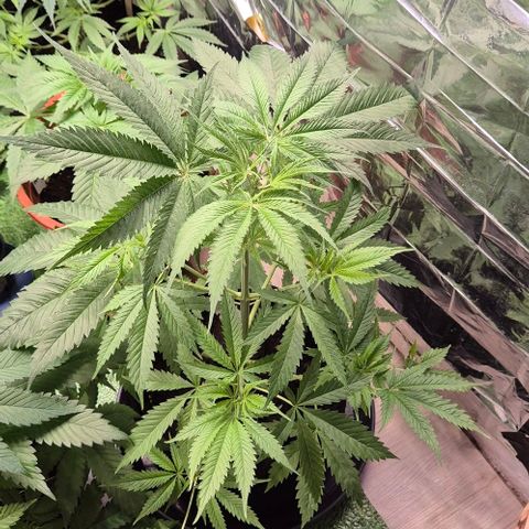 Puple punch  6 growlog timeline photo