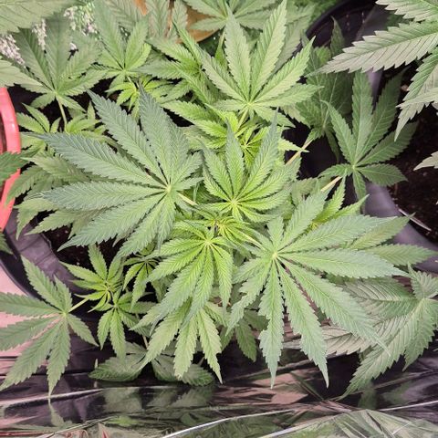 Strawberry Marshmallow growlog timeline photo