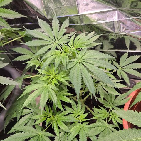 Strawberry Marshmallow growlog timeline photo
