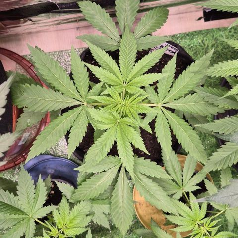 Karli - SHISKABERRY (auto) growlog timeline photo