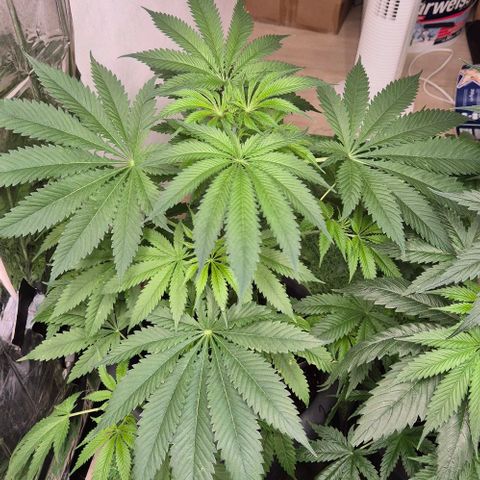 7 Punchi PURPLE PUNCH (photo) growlog timeline photo