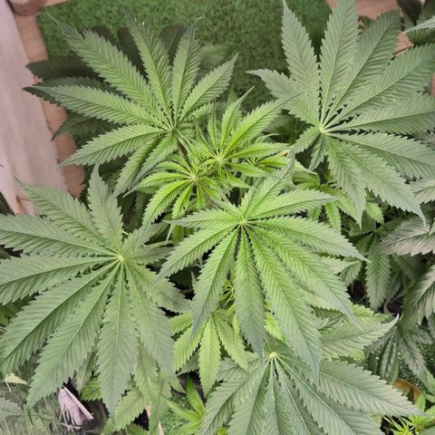 7 Punchi PURPLE PUNCH (photo) growlog timeline photo