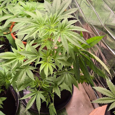 Puple punch  6 growlog timeline photo