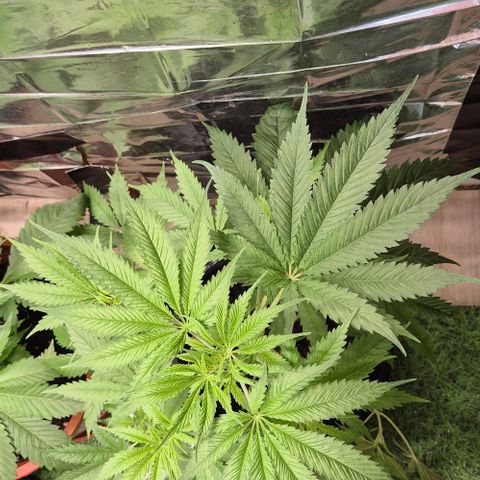Puple punch  6 growlog timeline photo