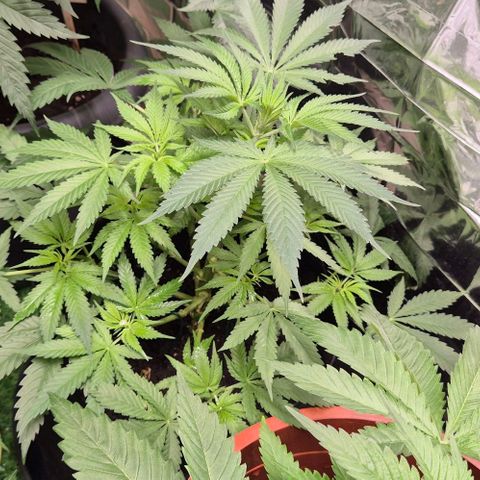 Strawberry Marshmallow growlog timeline photo