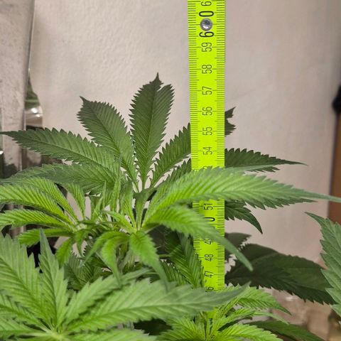 7 Punchi PURPLE PUNCH (photo) growlog timeline photo