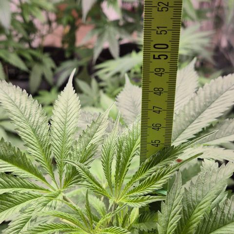 Puple punch  6 growlog timeline photo