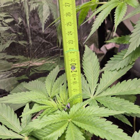 Karli - SHISKABERRY (auto) growlog timeline photo