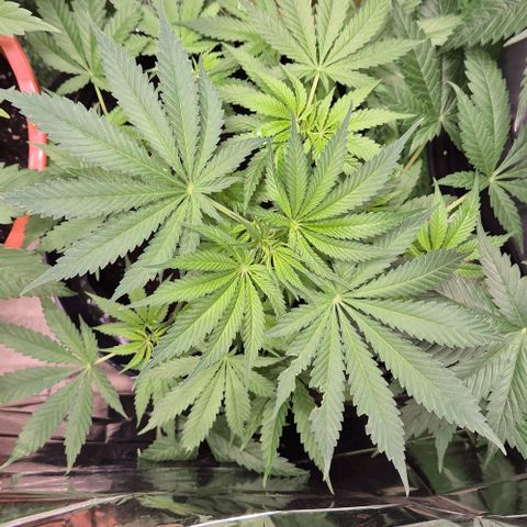 Strawberry Marshmallow growlog timeline photo