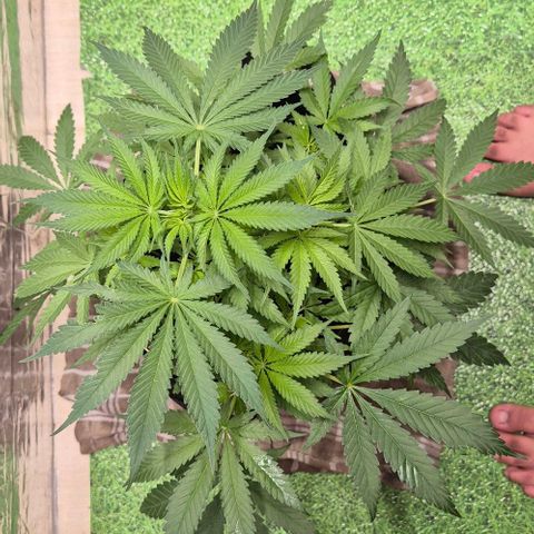 Strawberry Marshmallow growlog timeline photo