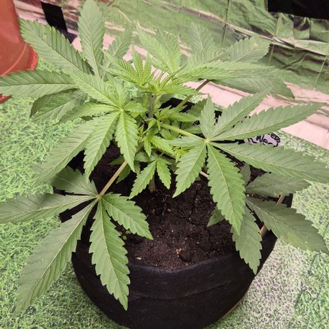 Karli - SHISKABERRY (auto) growlog timeline photo