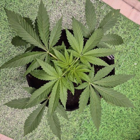 Karli - SHISKABERRY (auto) growlog timeline photo