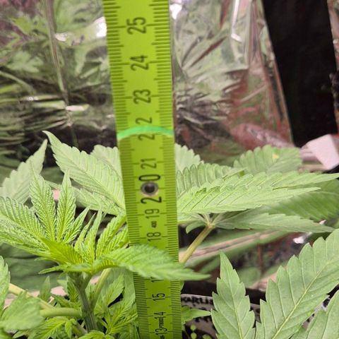 Karli - SHISKABERRY (auto) growlog timeline photo