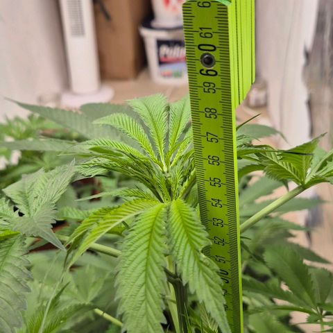 7 Punchi PURPLE PUNCH (photo) growlog timeline photo