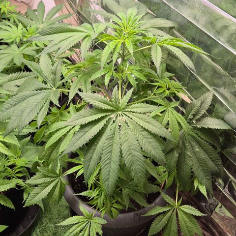 7 Punchi PURPLE PUNCH (photo) growlog timeline photo