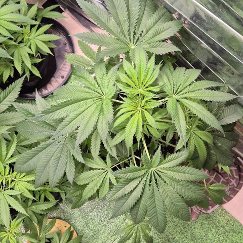 7 Punchi PURPLE PUNCH (photo) growlog timeline photo