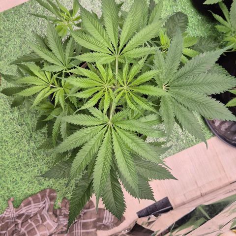 Puple punch  6 growlog timeline photo