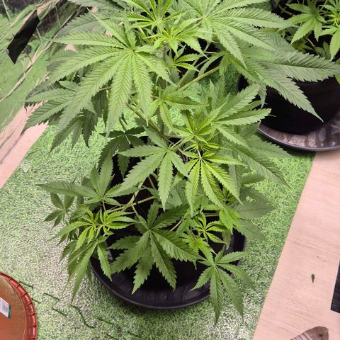 Puple punch  6 growlog timeline photo