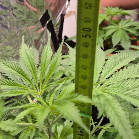 Puple punch  6 growlog timeline photo