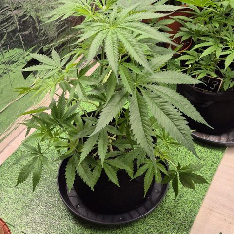 Puple punch  6 growlog timeline photo