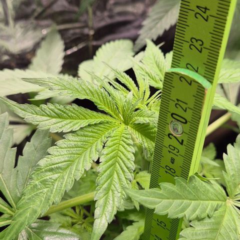 Karli - SHISKABERRY (auto) growlog timeline photo