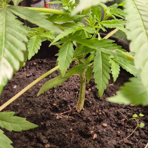Karli - SHISKABERRY (auto) growlog timeline photo