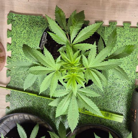 Karli - SHISKABERRY (auto) growlog timeline photo