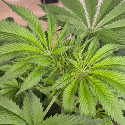 7 Punchi PURPLE PUNCH (photo) growlog timeline photo