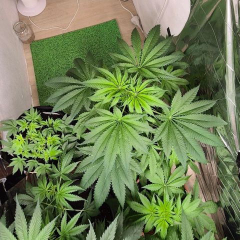 7 Punchi PURPLE PUNCH (photo) growlog timeline photo