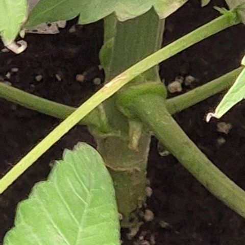 7 Punchi PURPLE PUNCH (photo) growlog timeline photo