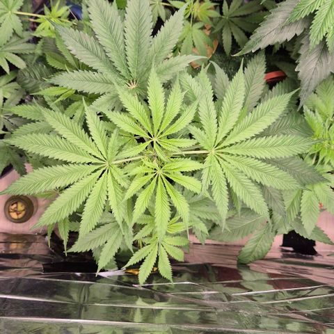 Puple punch  6 growlog photo: Etwas lichtbrand