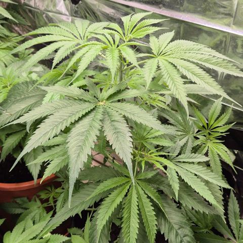Puple punch  6 growlog timeline photo