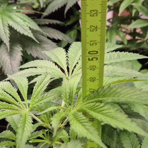 Puple punch  6 growlog timeline photo