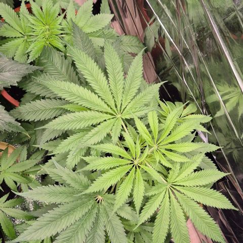 Puple punch  6 growlog timeline photo