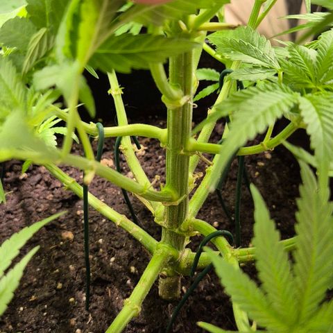 Strawberry Marshmallow growlog timeline photo