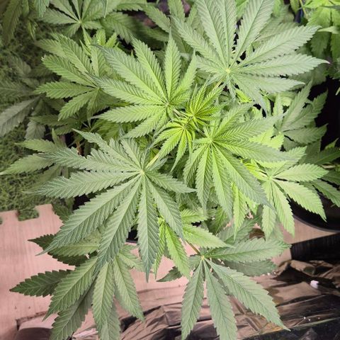 Strawberry Marshmallow growlog timeline photo