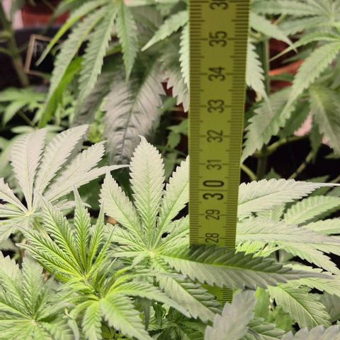Strawberry Marshmallow growlog timeline photo
