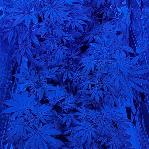 Strawberry Marshmallow growlog photo: Blaues licht fürs Foto 🥰