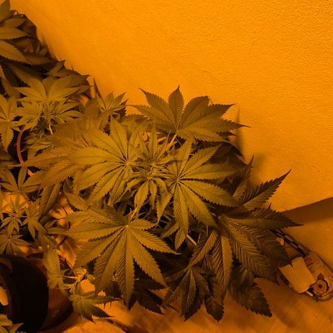 7 Punchi PURPLE PUNCH (photo) growlog timeline photo
