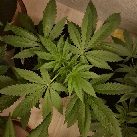 Karli - SHISKABERRY (auto) growlog timeline photo